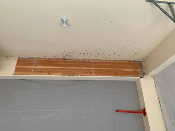 Best Residential Mold Inspection & Testing  in Fayette, AL