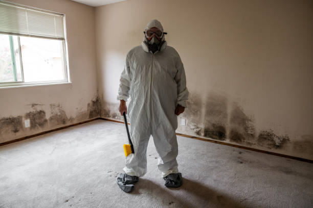 Mold Removal for HVAC Installations in Fayette, AL