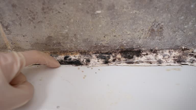 Best Air Quality Testing for Mold Spores  in Fayette, AL